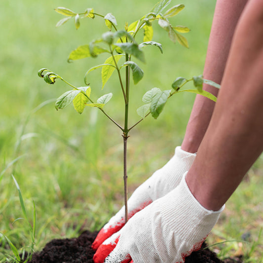 Reforestation With Lotus Tribe And TreeSisters
