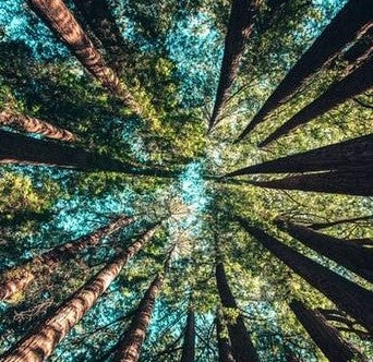 Why Are Forests Important?